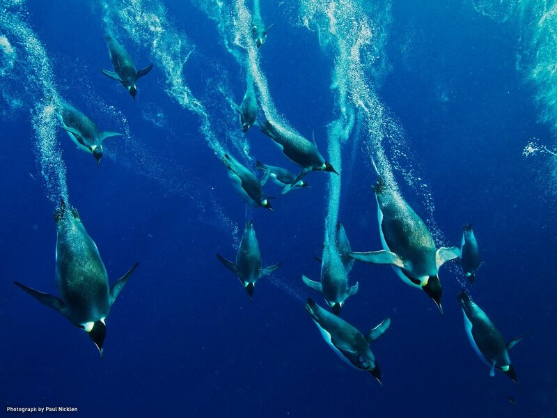 Penguins Swimming Underwater — Blue, Dynamic
