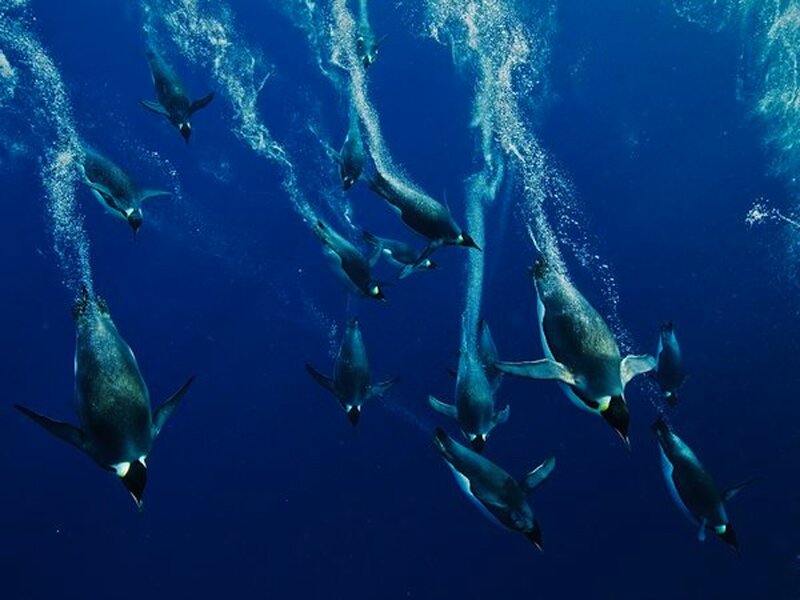Penguins Swimming Underwater — Blue, Serene