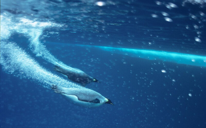 Penguins Swimming Underwater — Blue