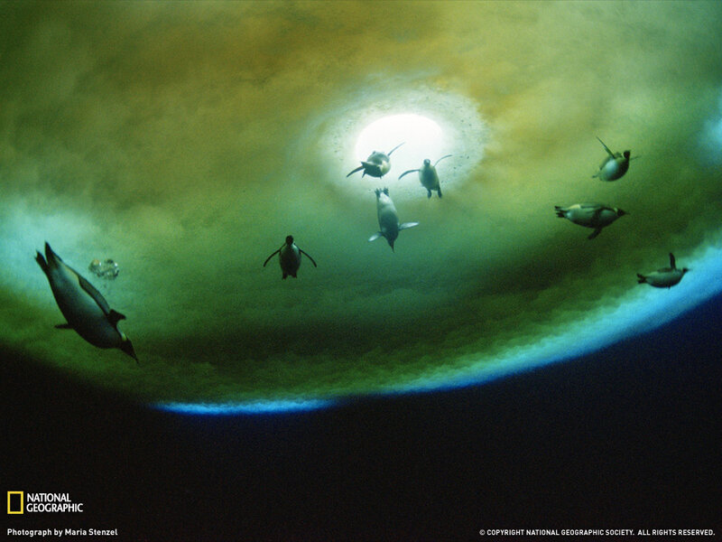 Penguins Swimming Underwater — Green
