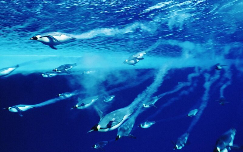 Penguins Swimming Underwater — Ocean
