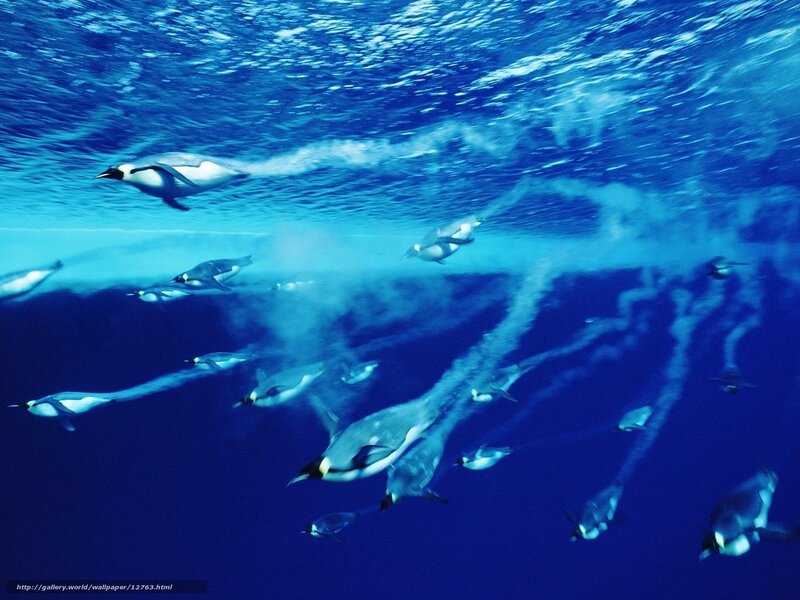 Penguins swimming underwater
