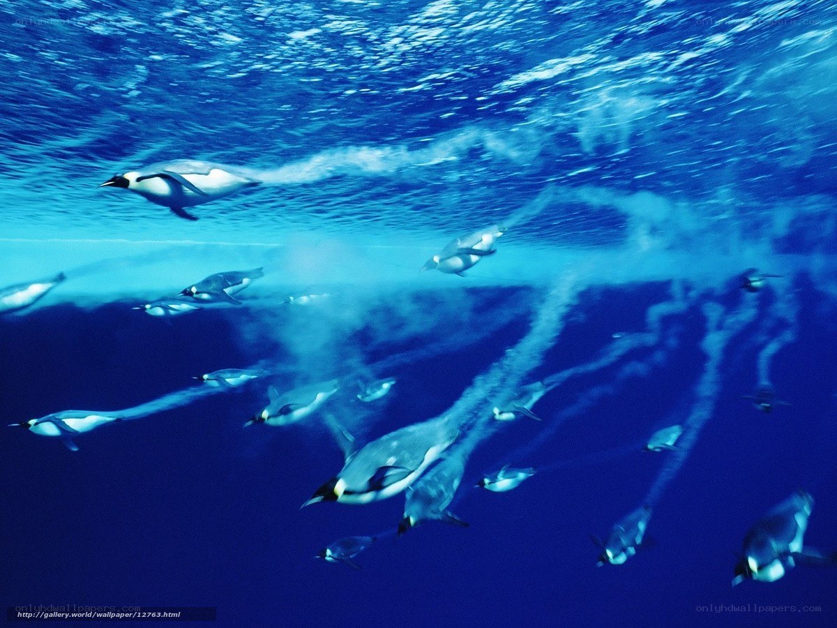 Penguins swimming underwater