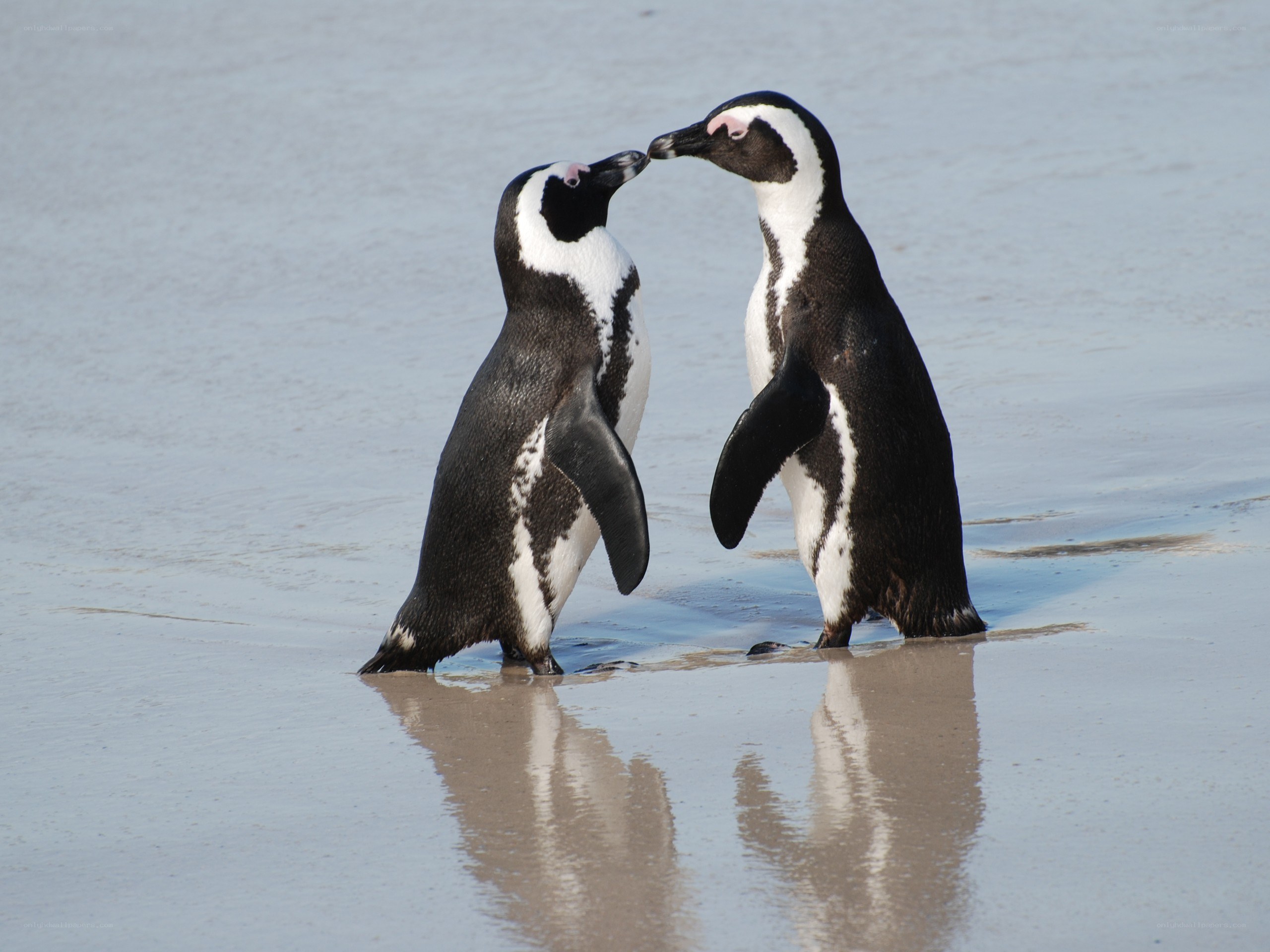 Penguins touching beaks on beach
