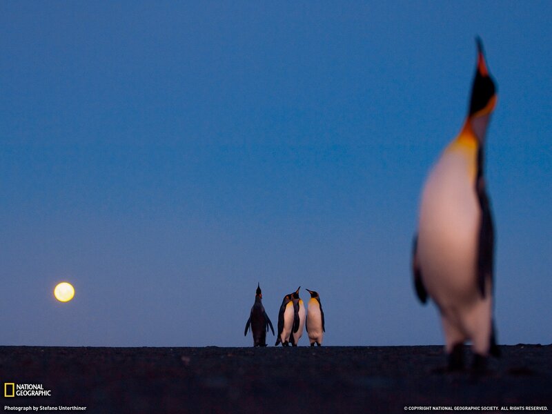 Penguins under the moon