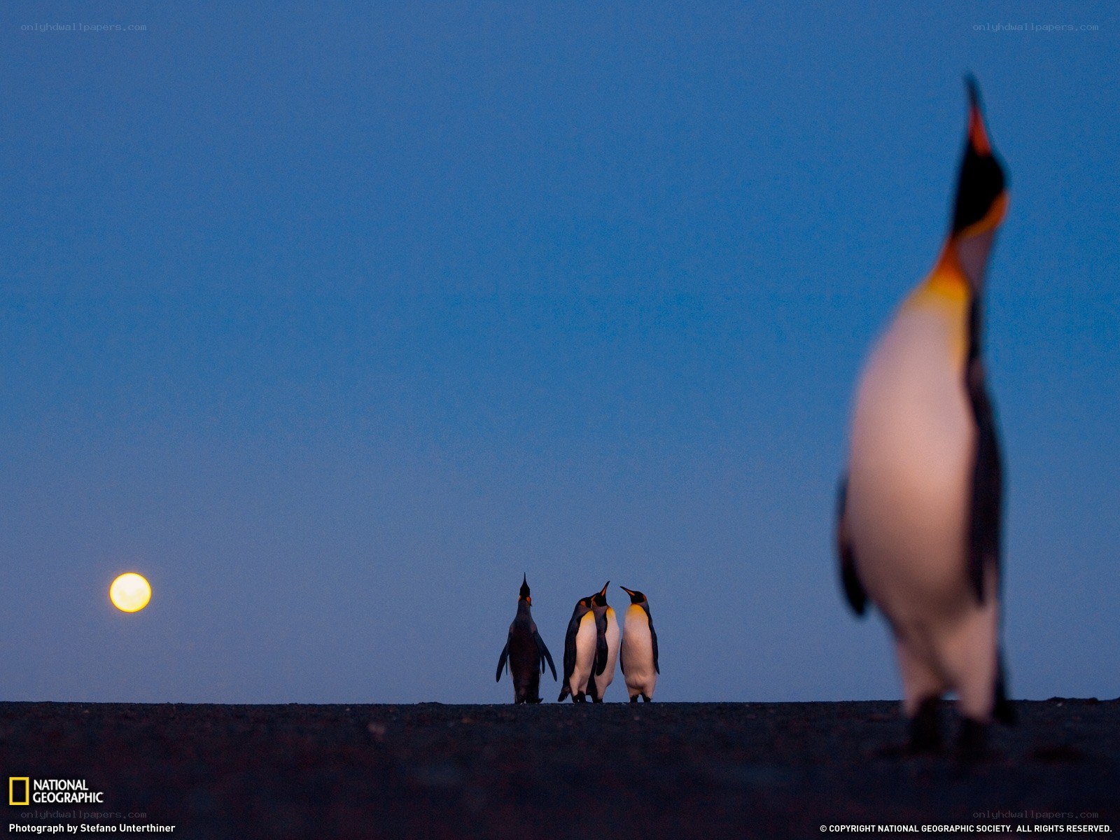 Penguins under the moon