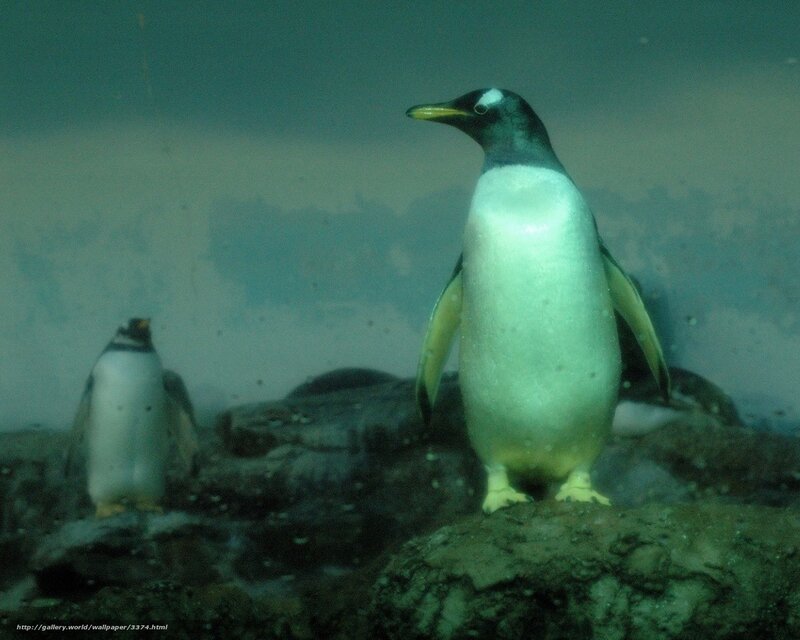 Penguins underwater on rocks