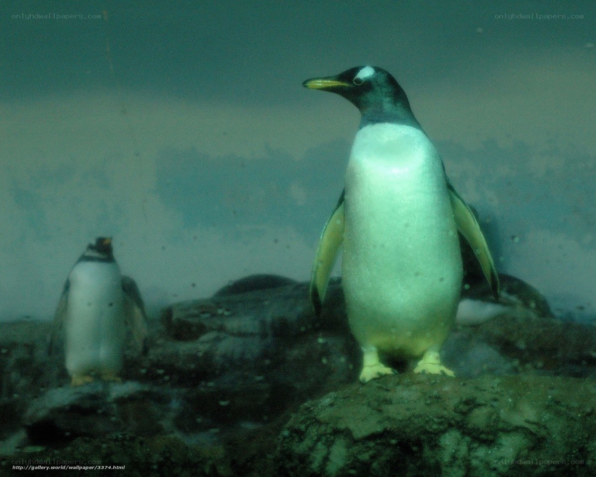 Penguins underwater on rocks