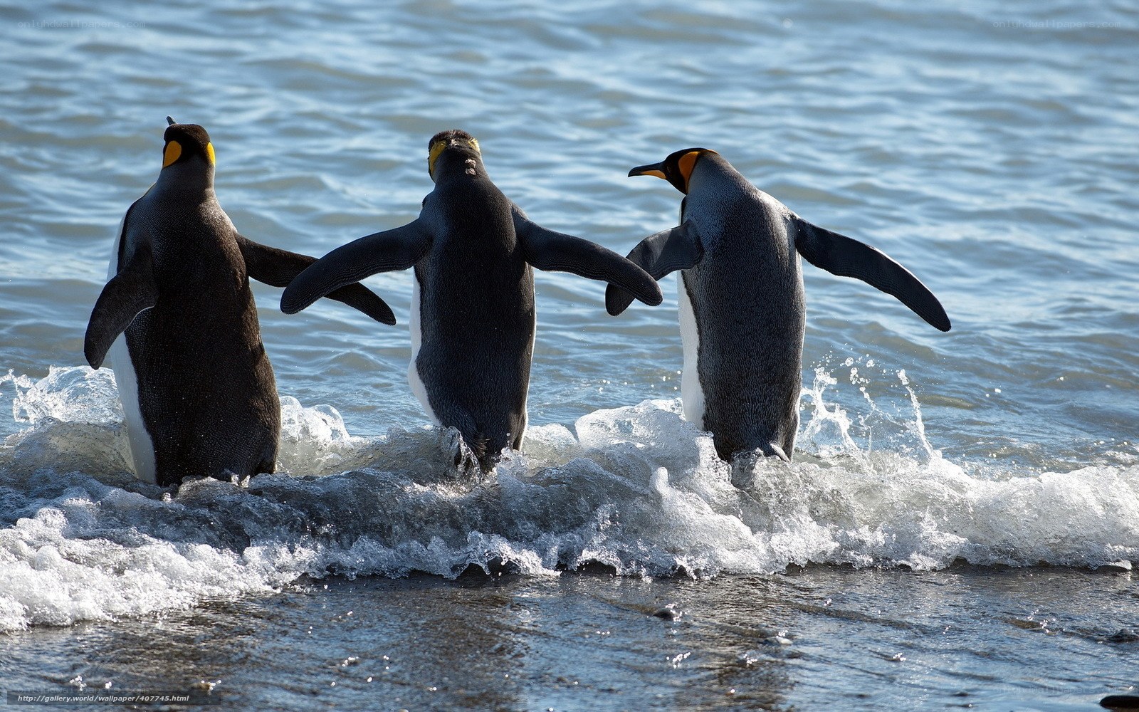 Penguins wading in ocean waves