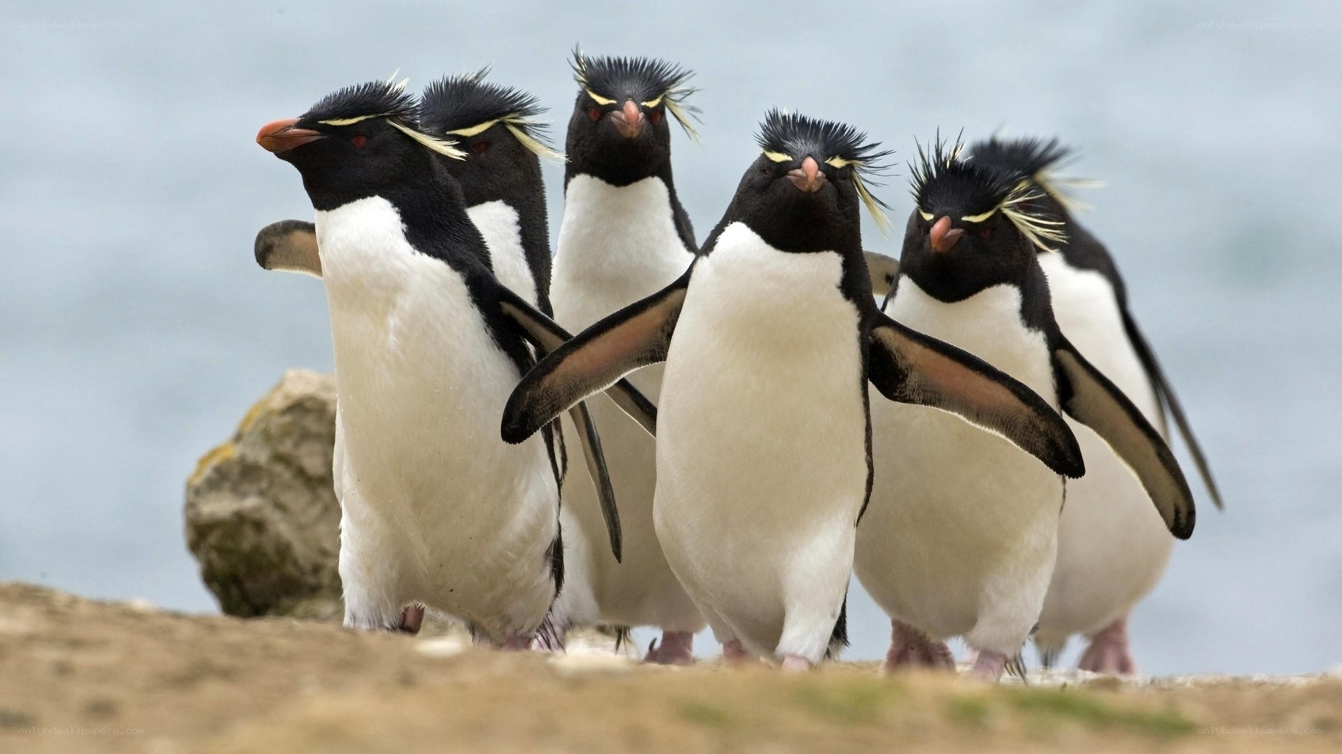 Penguins walking in a line