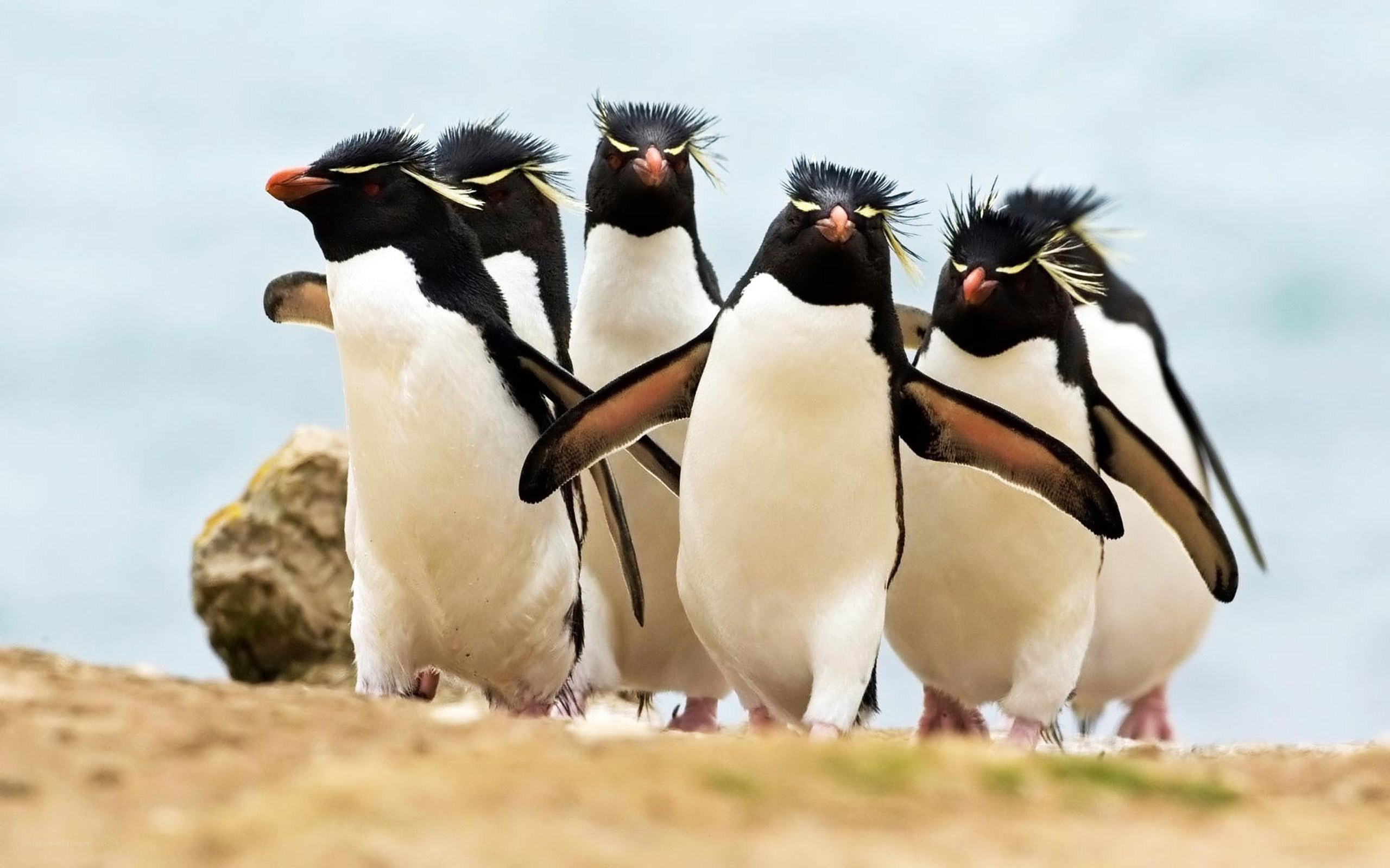 Penguins walking in a line