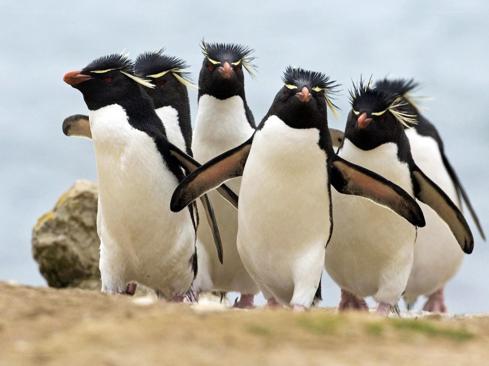 Penguins walking in a line