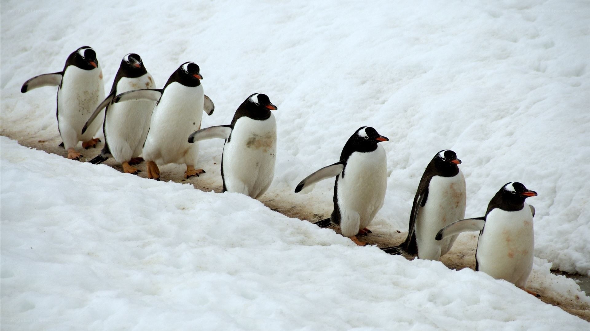 penguins walking in snow
