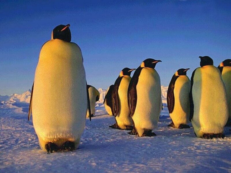 penguins walking in snow