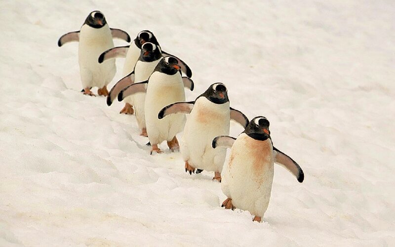 Penguins Walking in Snow — White