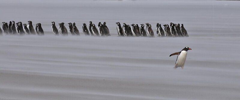 Penguins walking in snowstorm