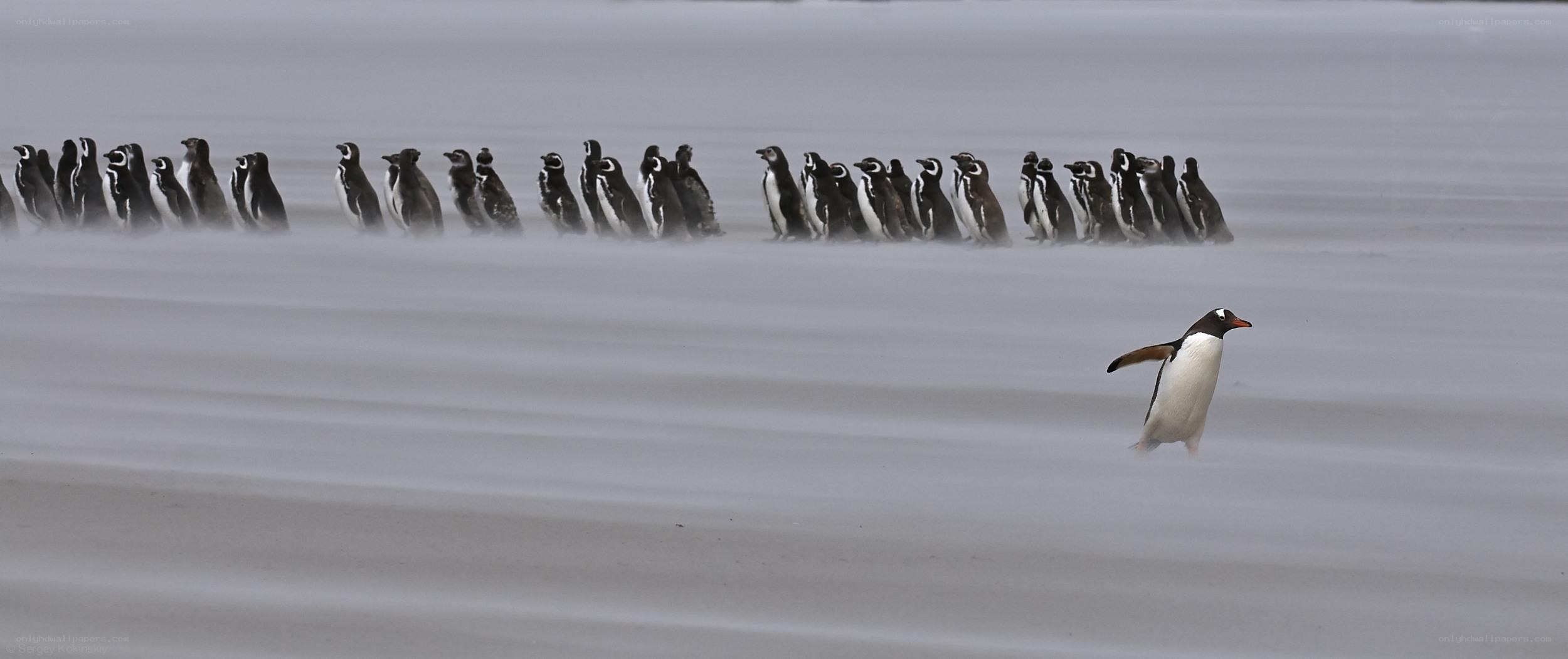 Penguins walking in snowstorm