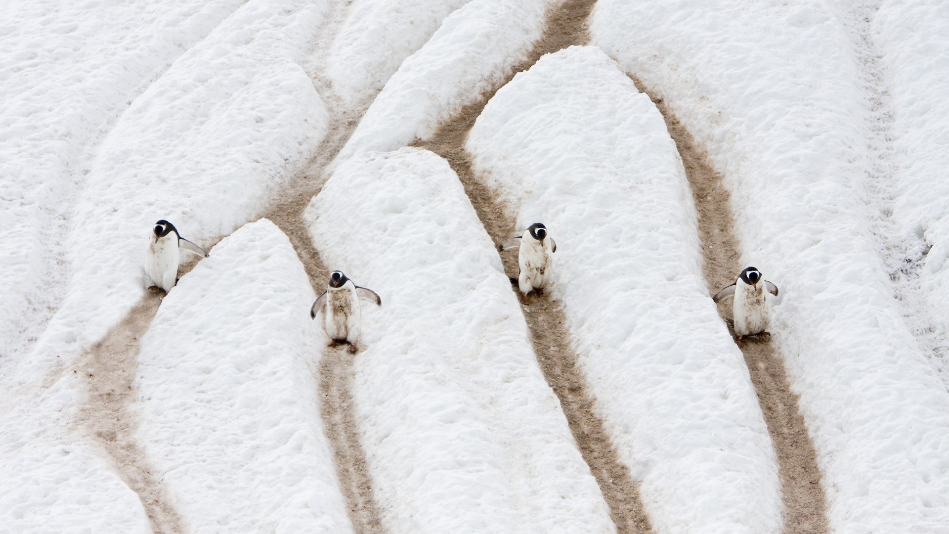 penguins walking on snow