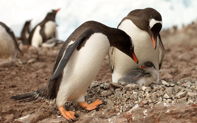 Penguins with a chick