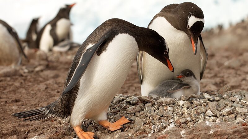 Penguins with Chick — Black
