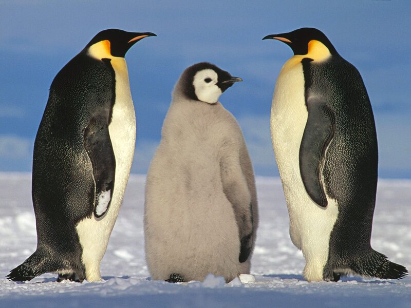 Penguins with chick on ice