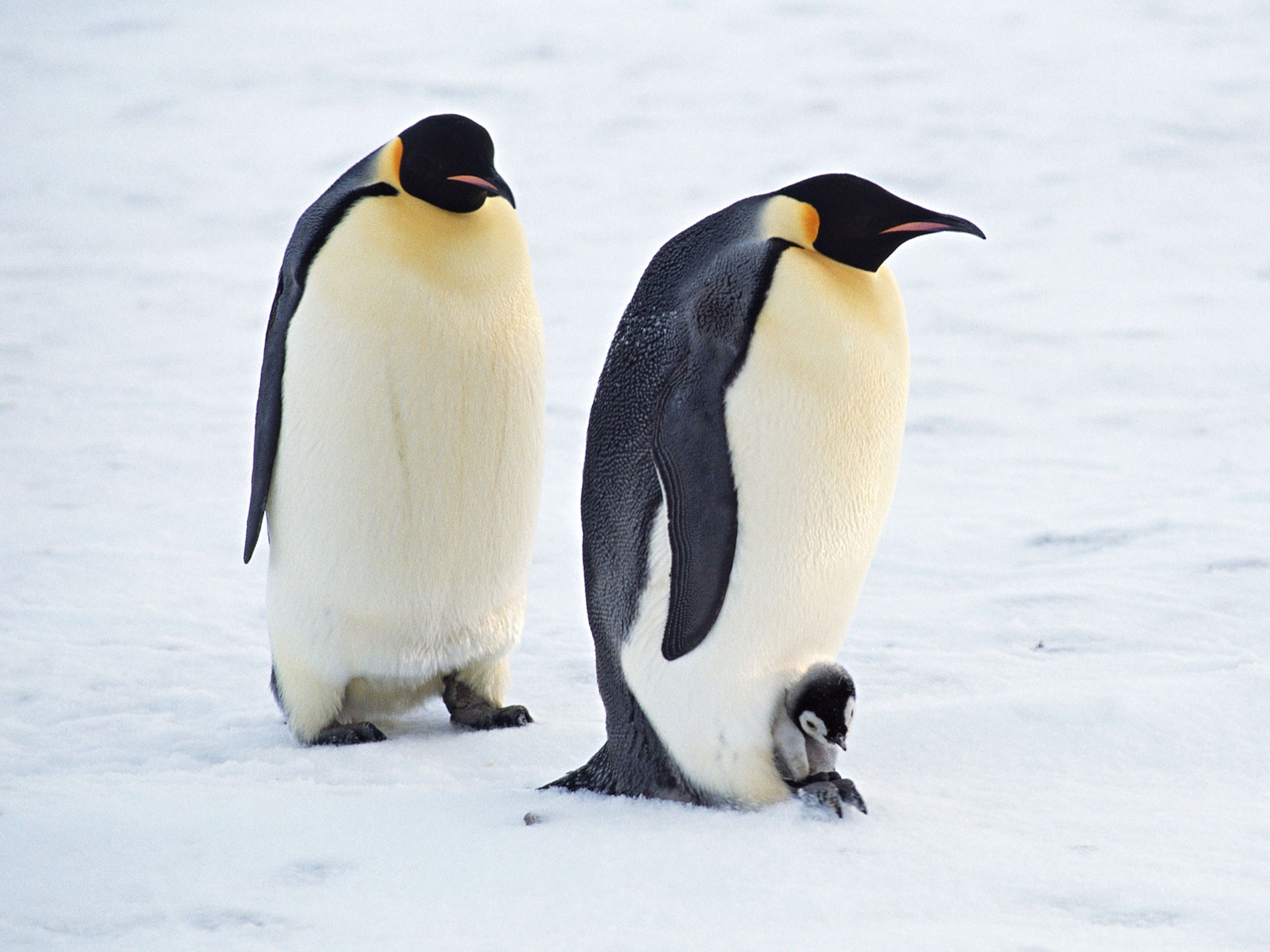 Penguins with chick on snow