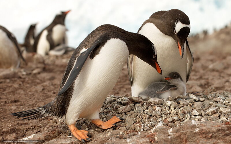 Penguins with Chick