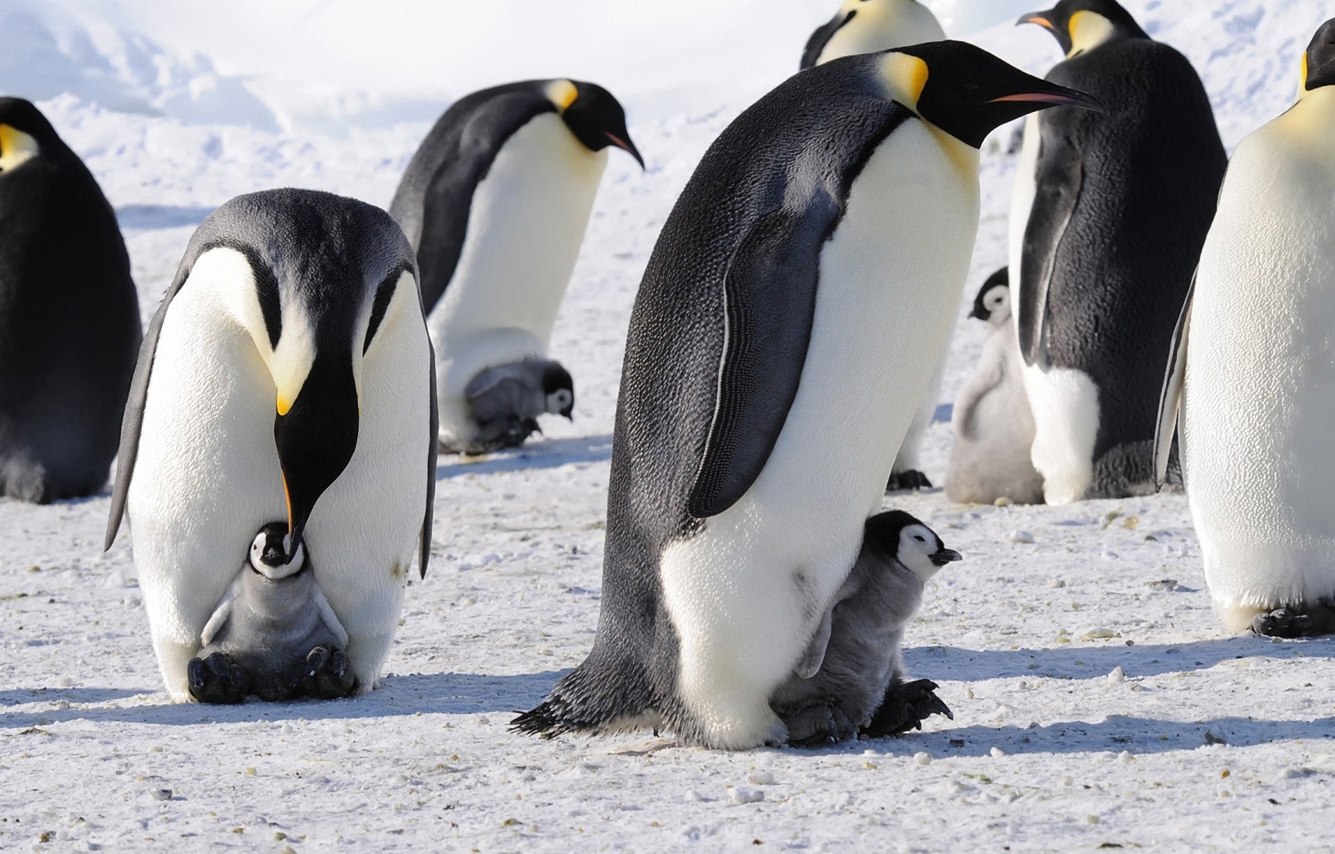 Penguins with chicks on ice