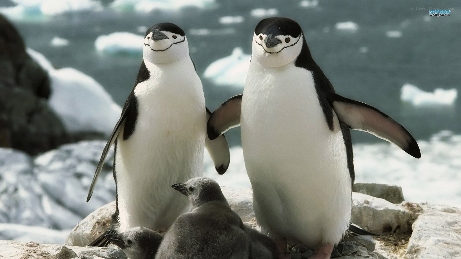Penguins with chicks on ice