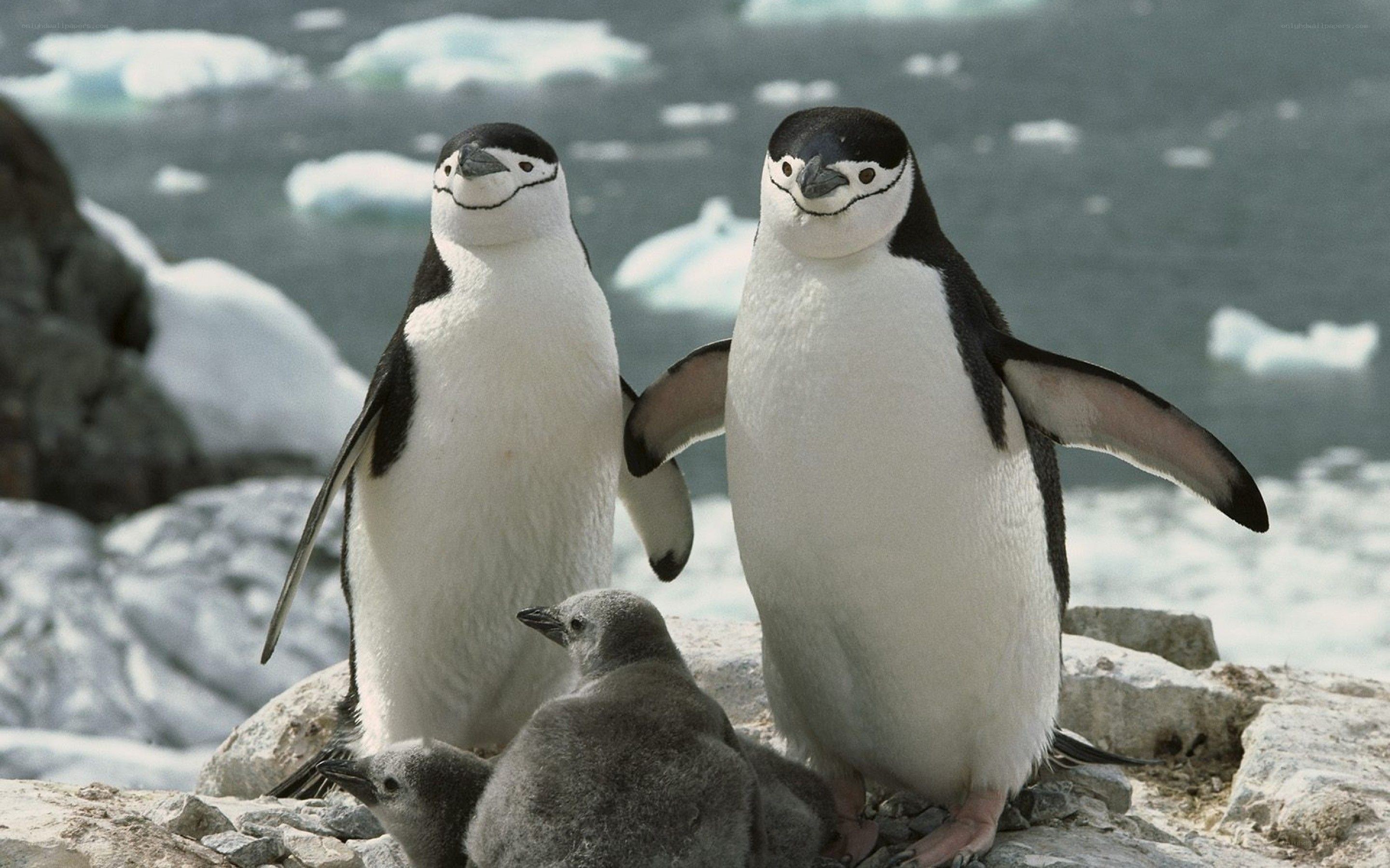 Penguins with chicks on ice
