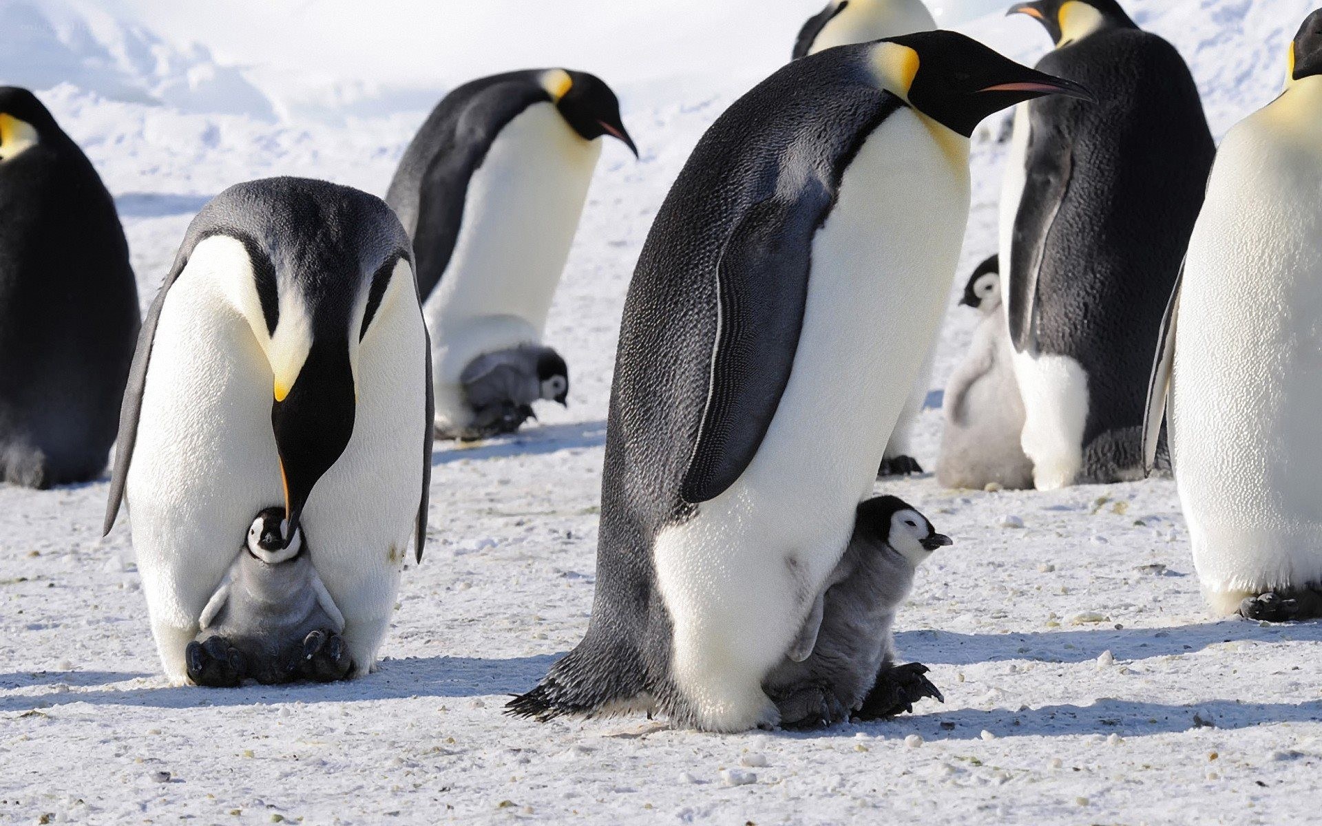 Penguins with chicks on ice