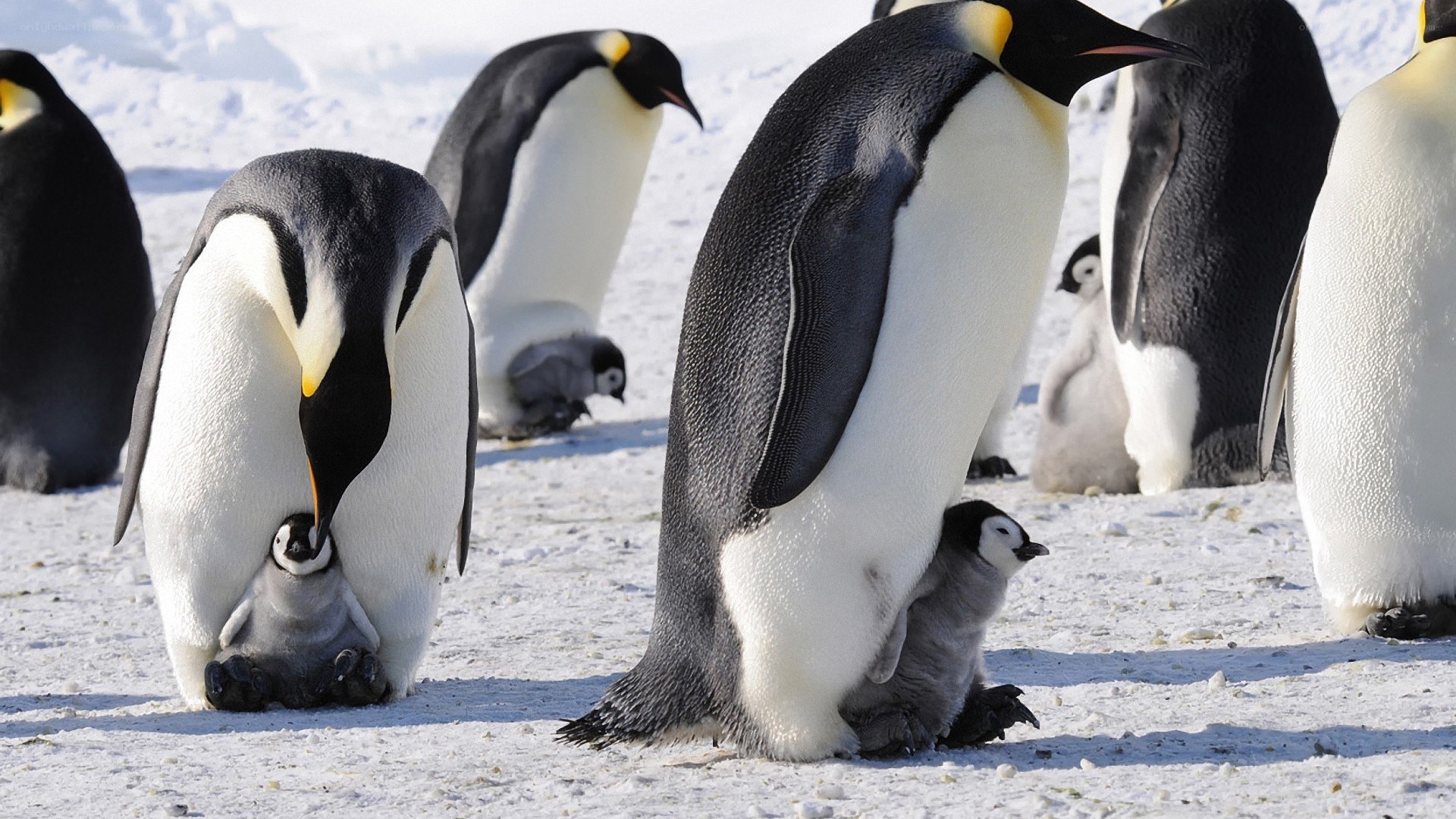 Penguins with chicks on ice