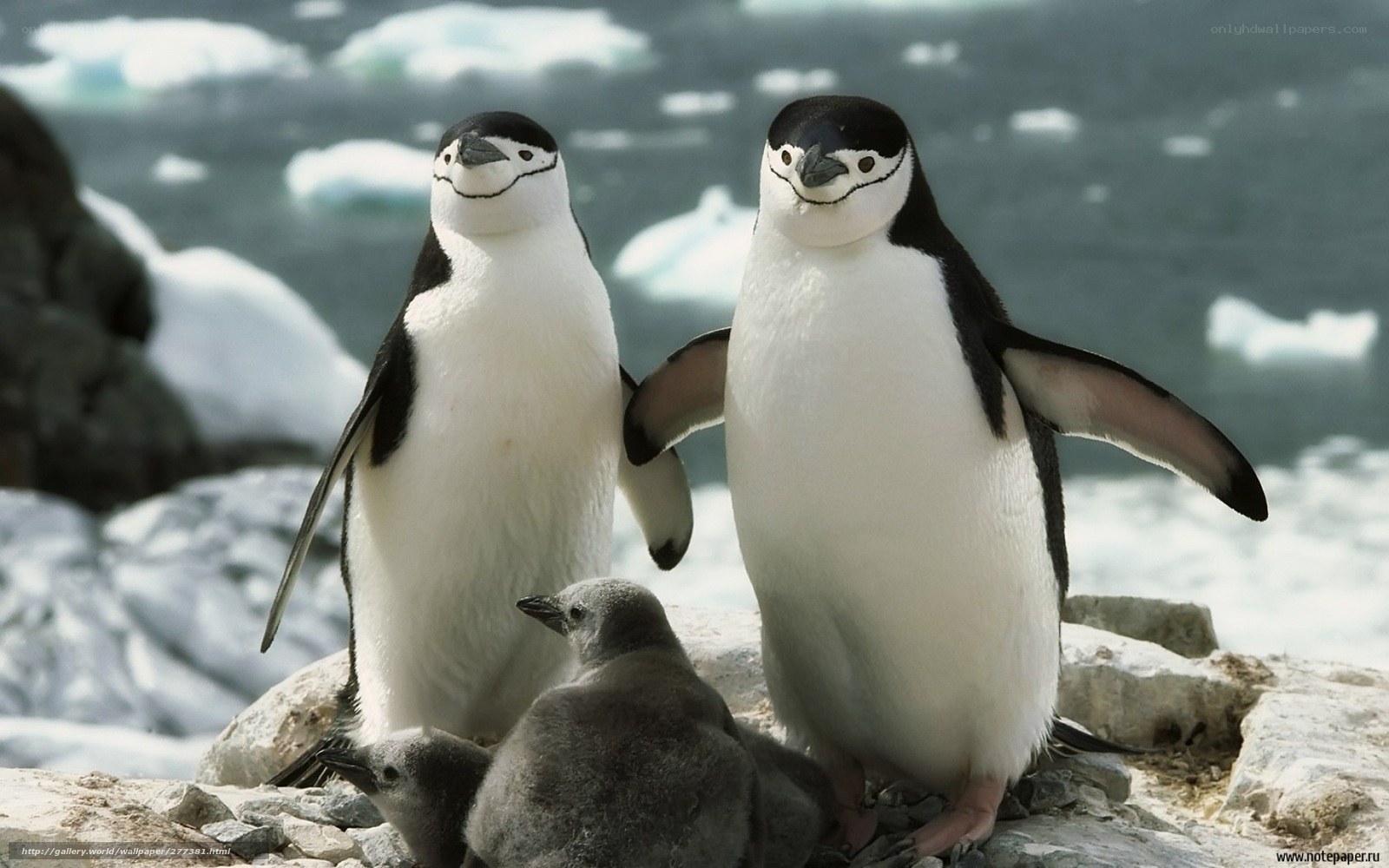 Penguins with chicks on ice