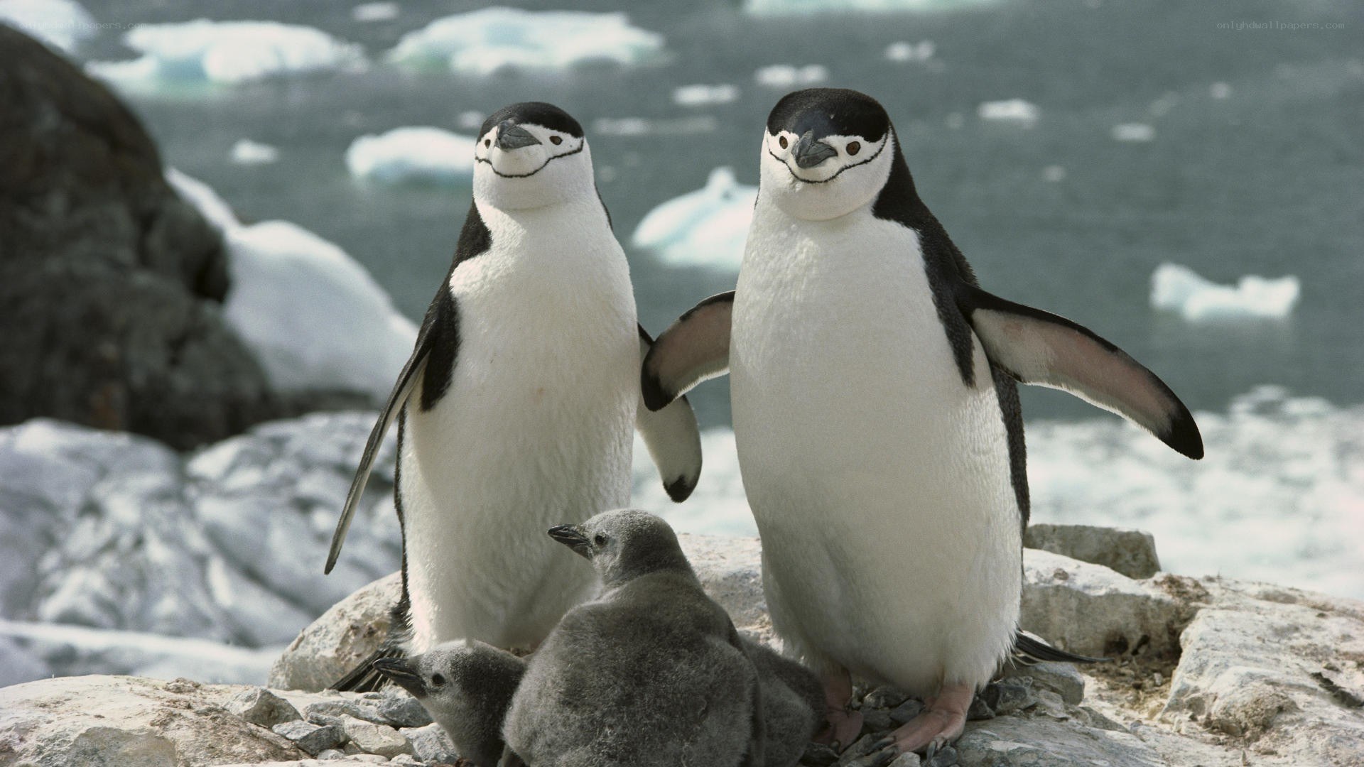 Penguins with chicks on rocks