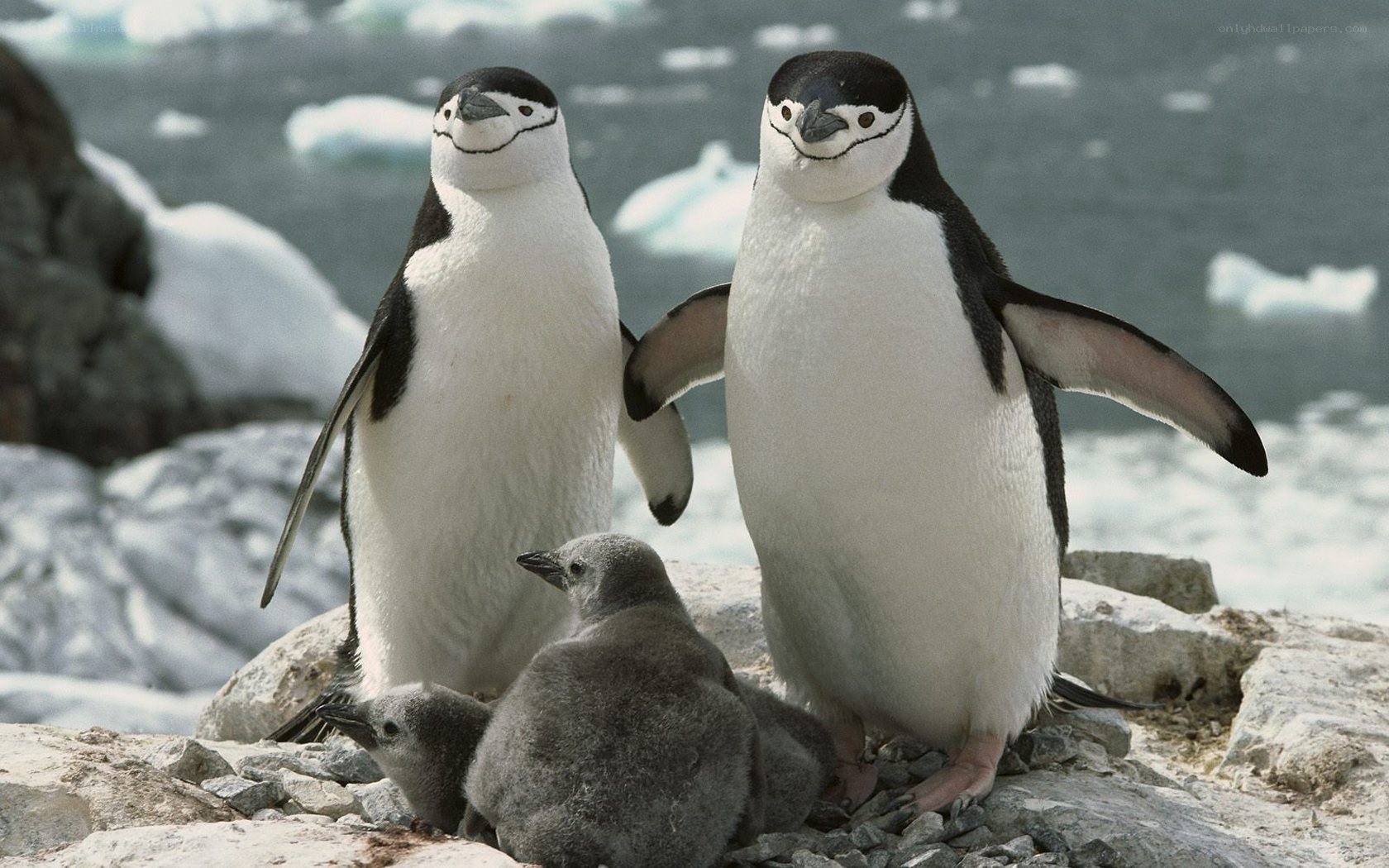 Penguins with chicks on rocks