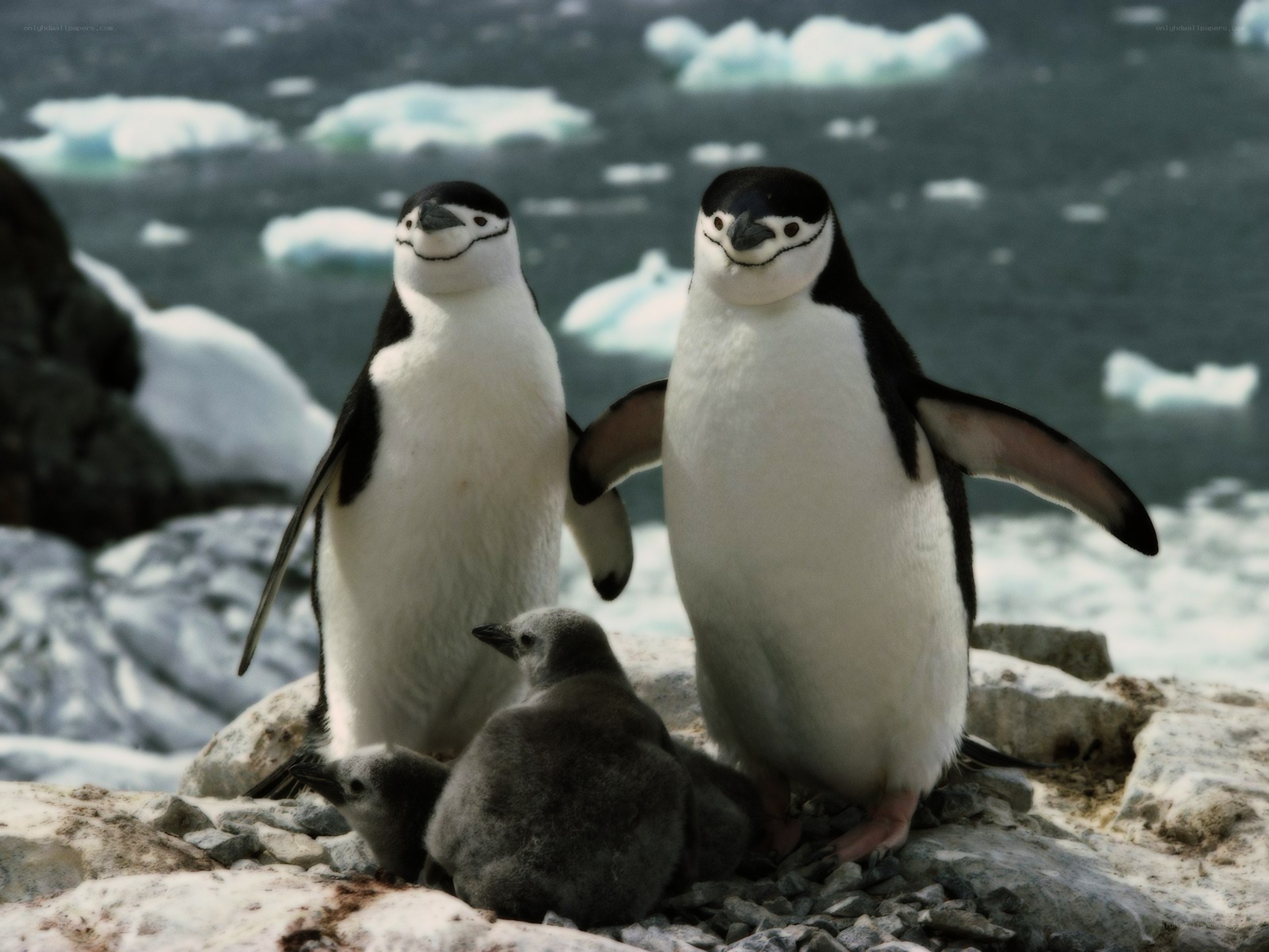 Penguins with chicks on rocks