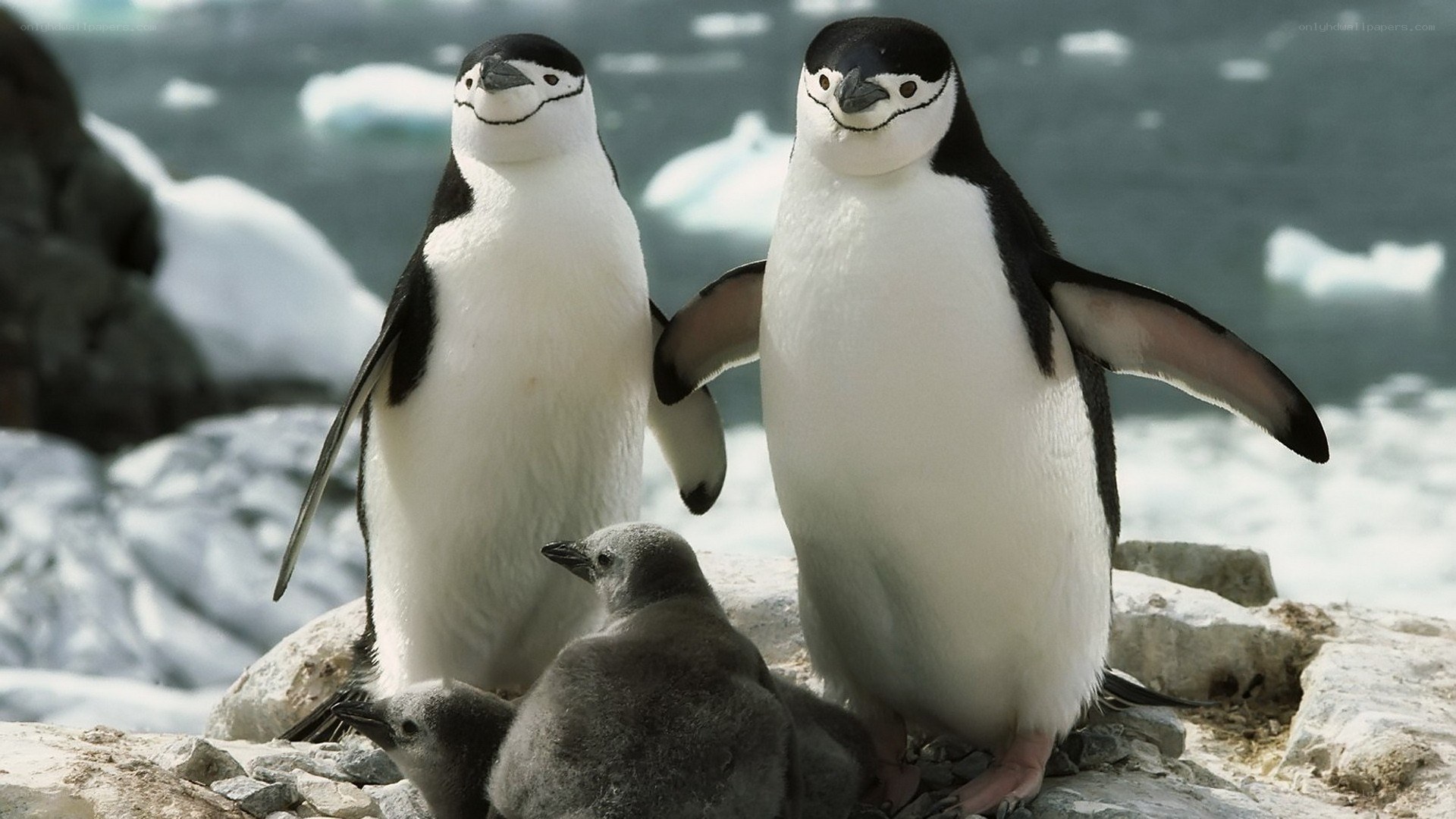 Penguins with chicks on rocks