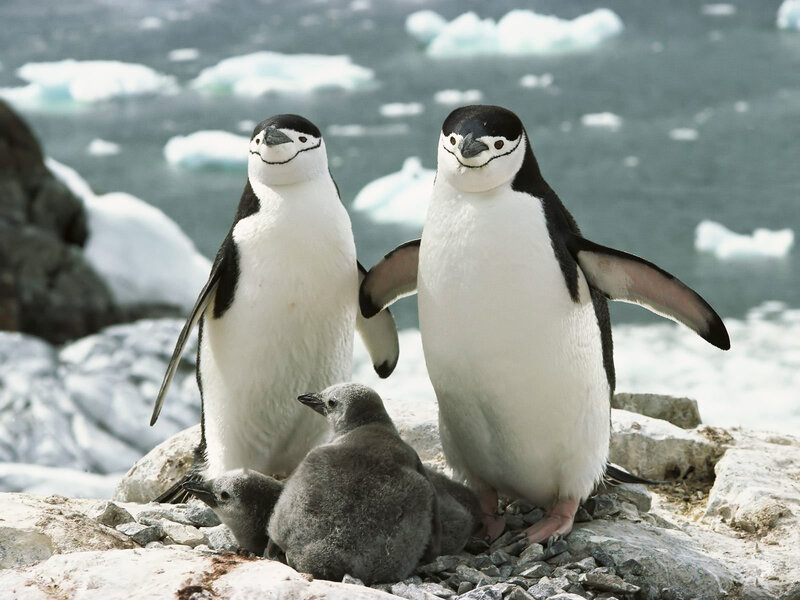 Penguins with chicks on rocks