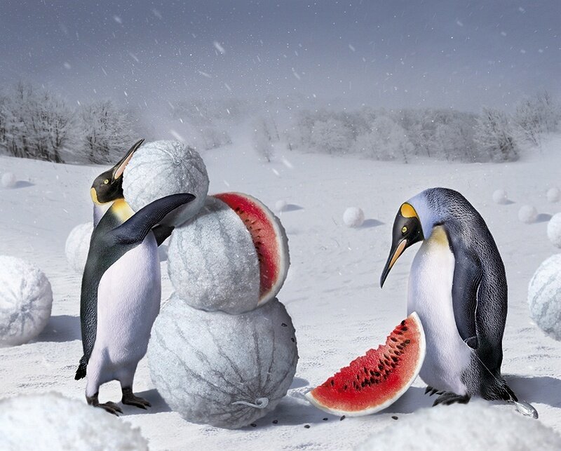 Penguins with watermelons in snow