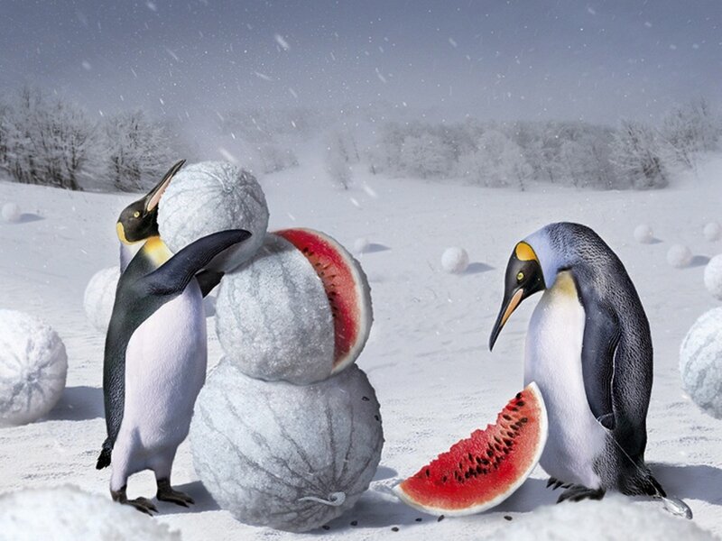 Penguins with watermelons