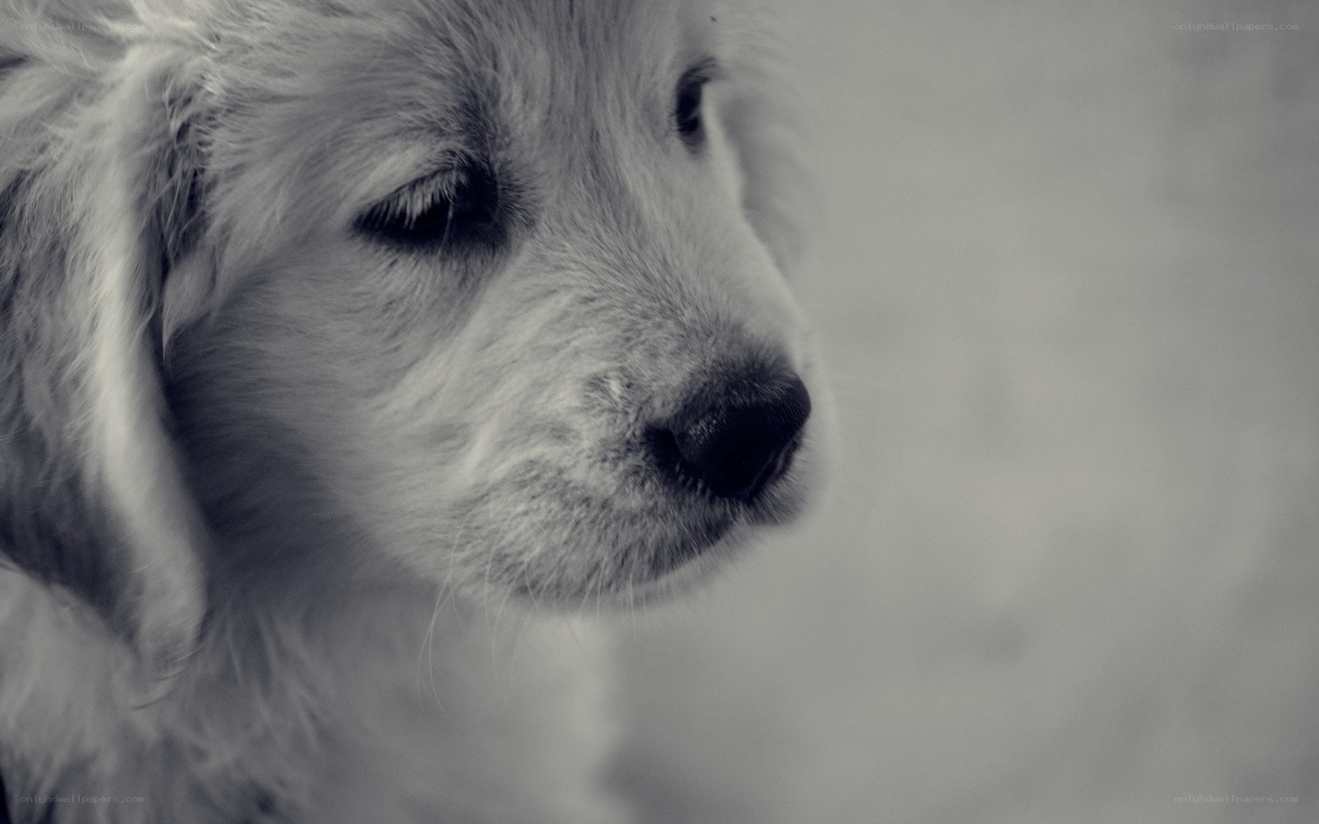 pensive puppy in monochrome