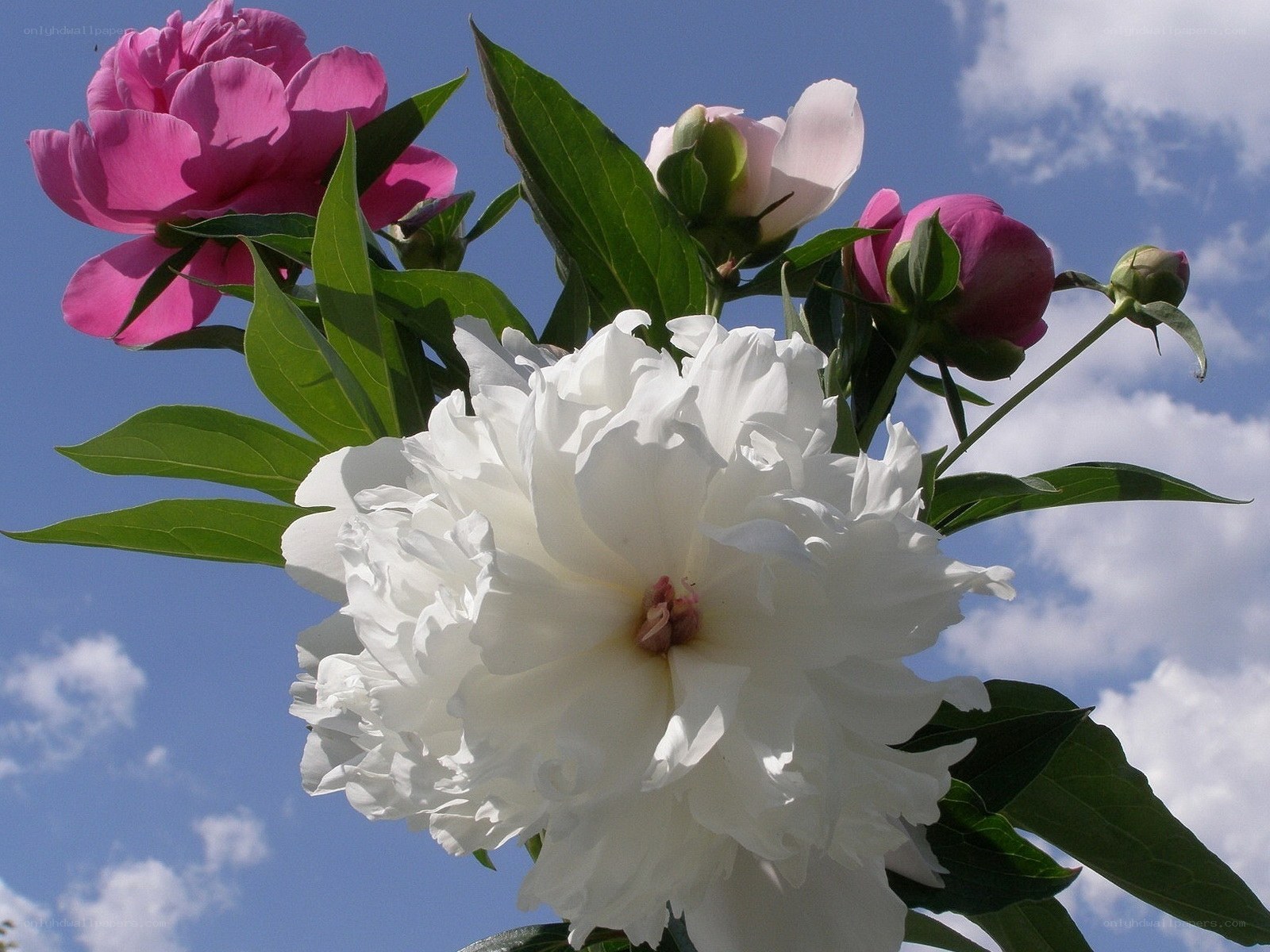 Peonies against blue sky