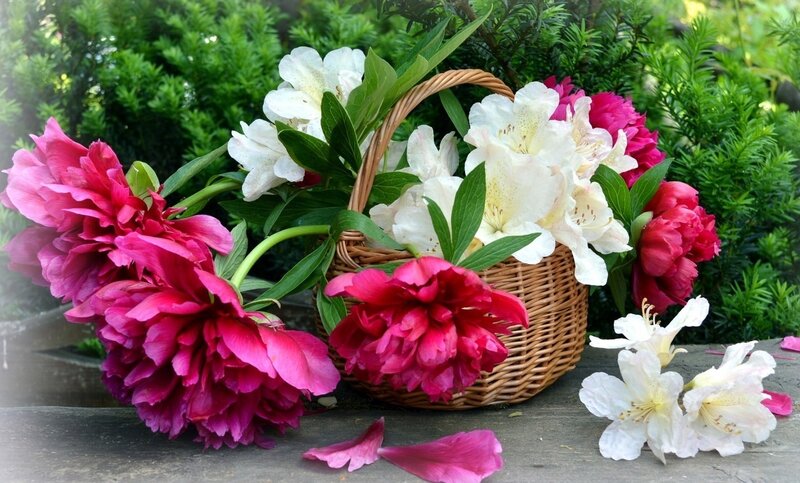 Peonies and Azaleas in Basket