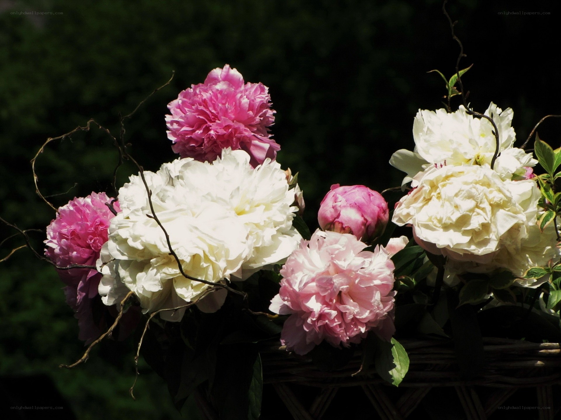 Peonies in a basket