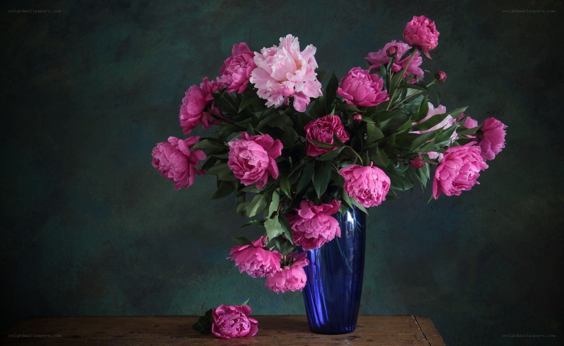 Peonies in a blue vase
