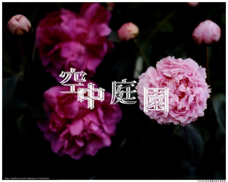 Peonies in a garden