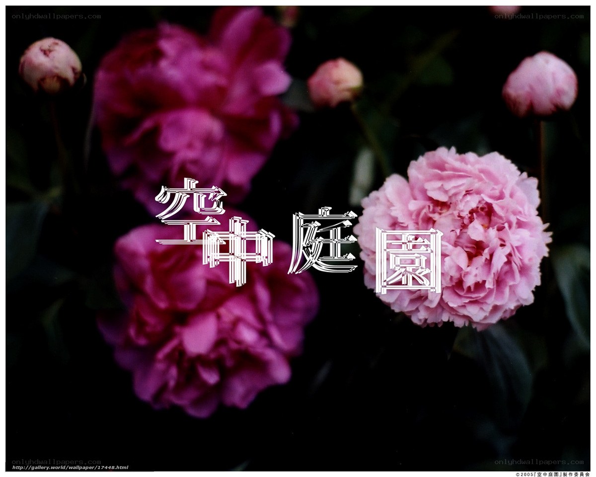 Peonies in a garden