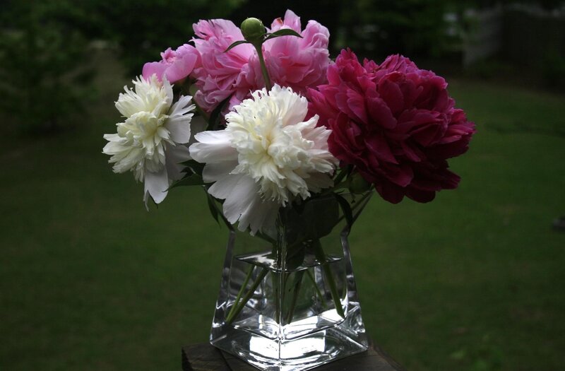 Peonies in a glass vase