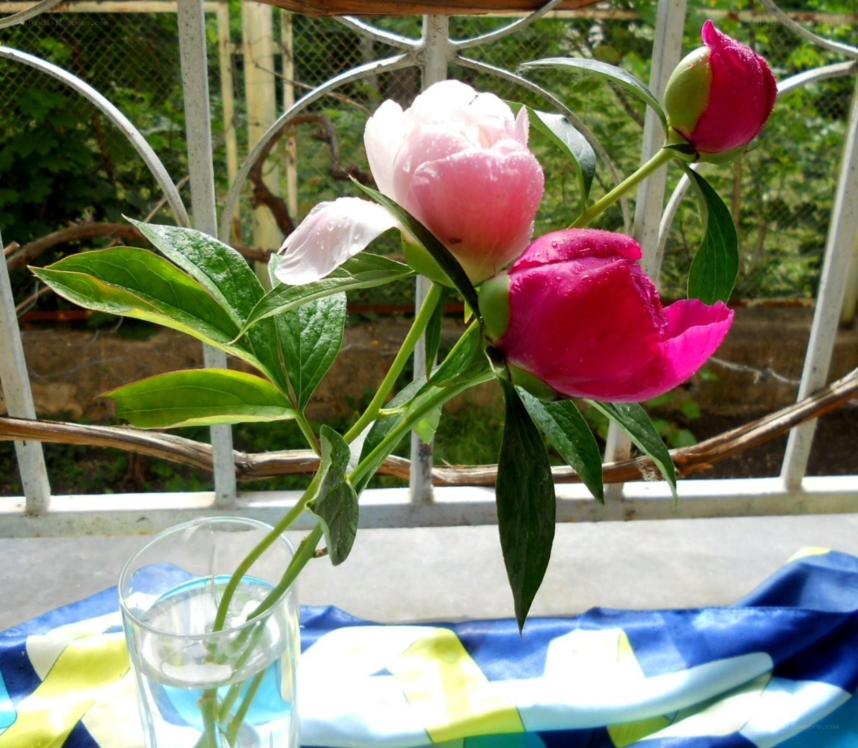 Peonies in a glass vase