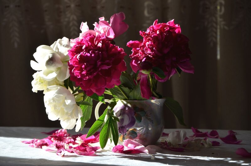 Peonies in a Vase — Pink, Dramatic, Afternoon